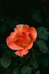 DRY SKIN | ROSE & ROSEHIP